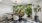 conference room with plants a table and chairs